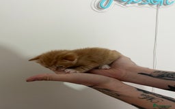 Mixed Breed cats for sale: Gorgeous kittens for sale - Image 18
