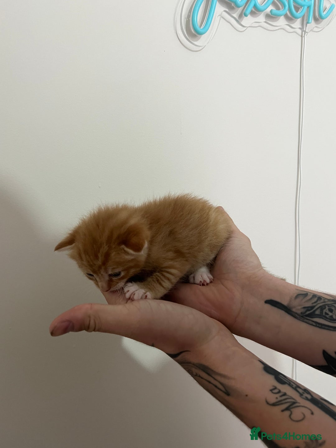 Mixed Breed cats for sale: Gorgeous kittens for sale - Image 18