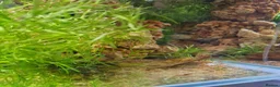 Shrimps fish for sale: Red cherry shrimps in Bradford - Advert 3