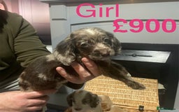 Cocker Spaniel dogs for sale: Stunning cocker spaniels puppies - Advert 4