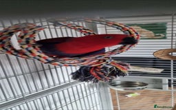 Parrots birds for sale: Eclectus Parrot  - Image 8