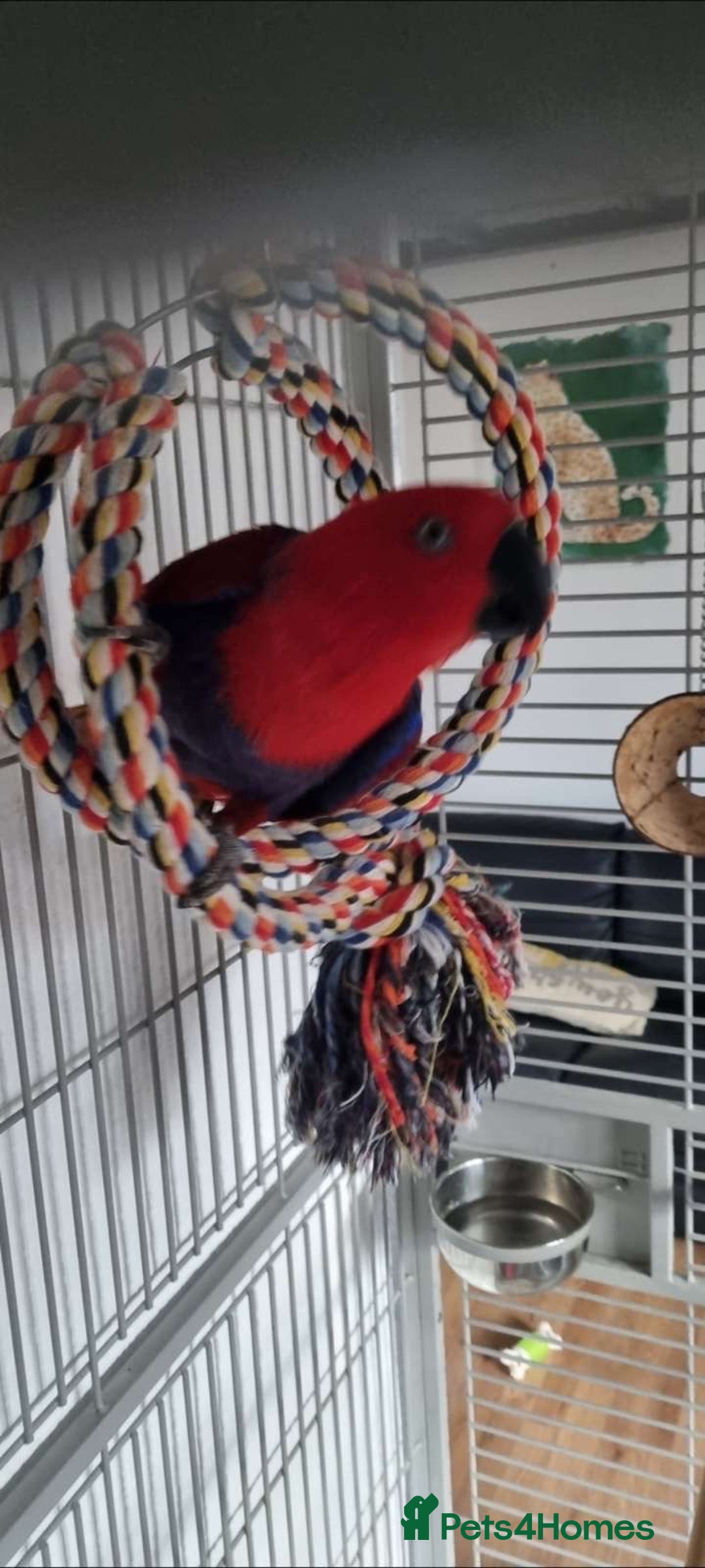 Parrots birds for sale: Eclectus Parrot  - Image 8