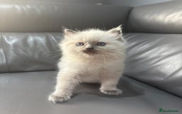 Ragdoll cats for sale: One gorgeous little blue point ragdoll boy - Image 1
