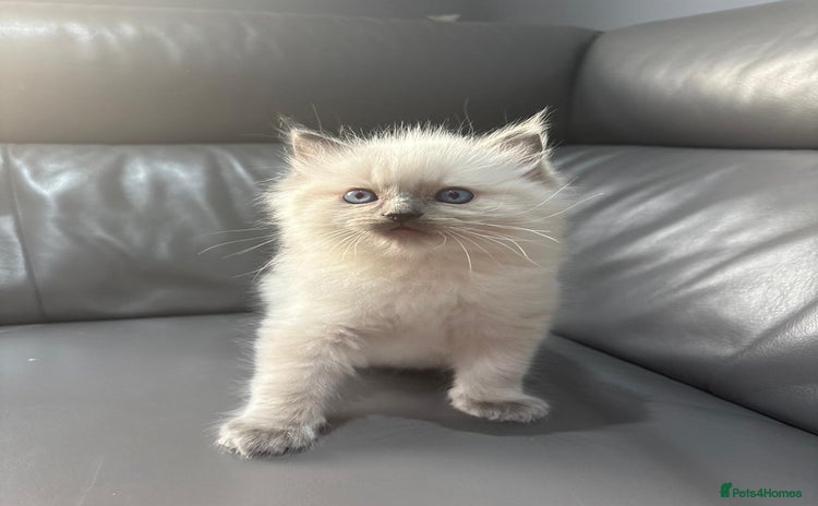 Ragdoll cats - Advert 3