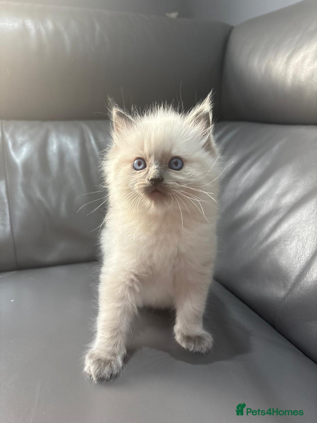 Ragdoll cats for sale: One gorgeous little blue point ragdoll boy - Image 1