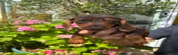 Miniature Dachshund dogs for sale: Stunning KC Miniature Dachshund Last 3 - Advert 23