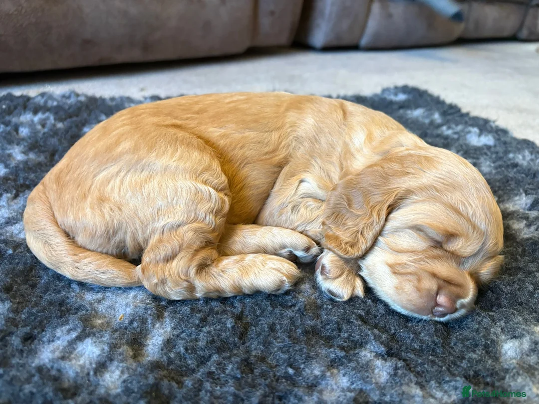 Cockapoo dogs for sale: Beautiful Apricot F1B Cockapoo Puppies  - Advert 2