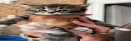 Mixed Breed cats for sale: Mixed breed kittens  - Advert 8