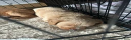 Labradoodle dogs for sale: 1 Female Labradoodle looking for her forever home  - Advert 8