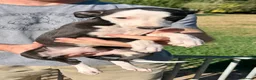 Whippet dogs for sale: READY TO GO - Healthy, well-bred, KC Whippet pups - Advert 11