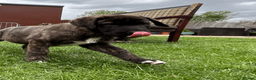 Mixed Breed dogs for sale: Dane Shepherd Puppies in Leamington Spa - Advert 6
