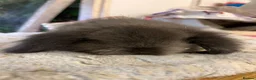 Mini Lion Lop rabbits for sale: Pure mini lion lops from show stock  - Advert 17