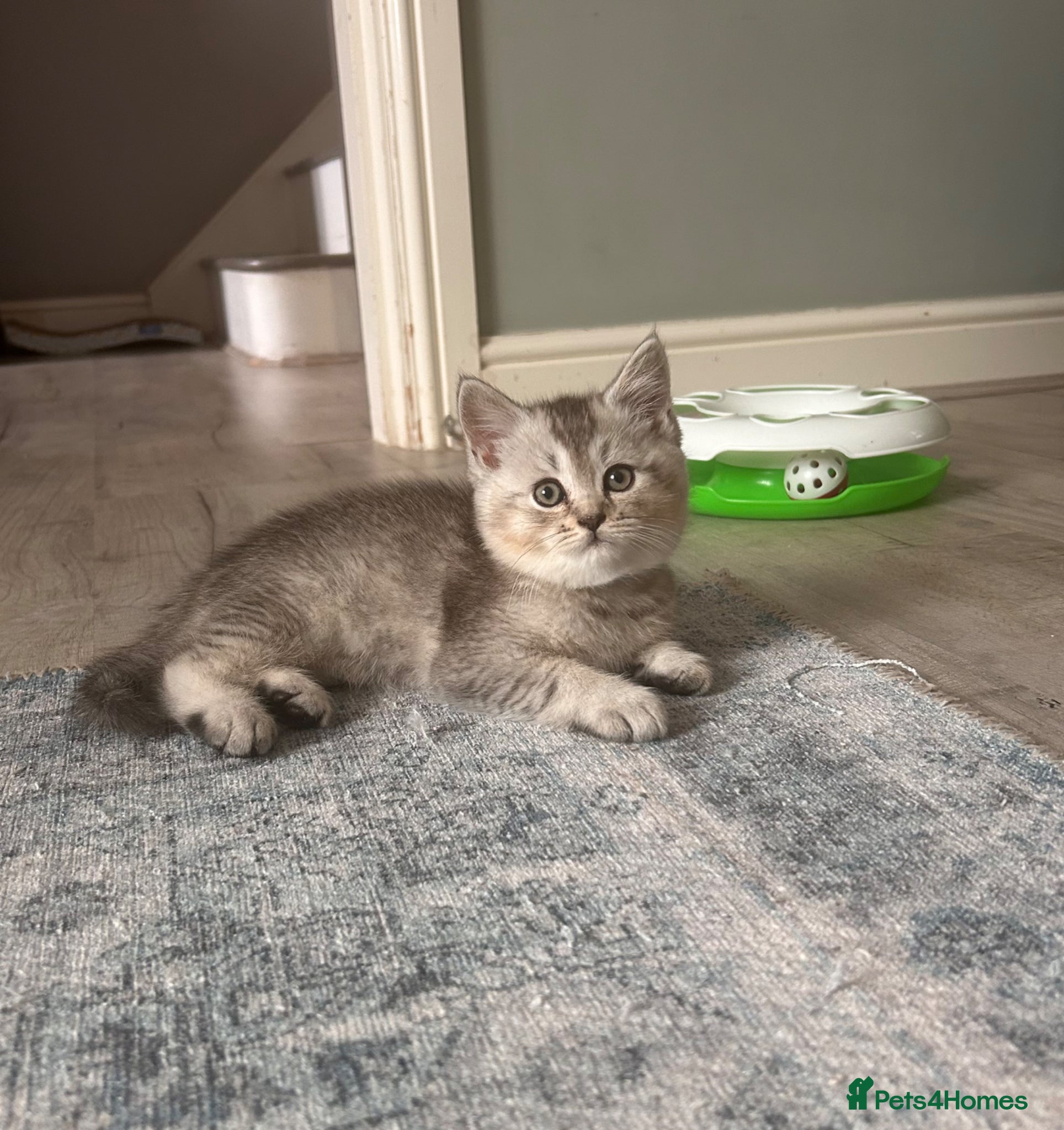 Scottish Fold cats Two little buddies looking for home - Advert 1