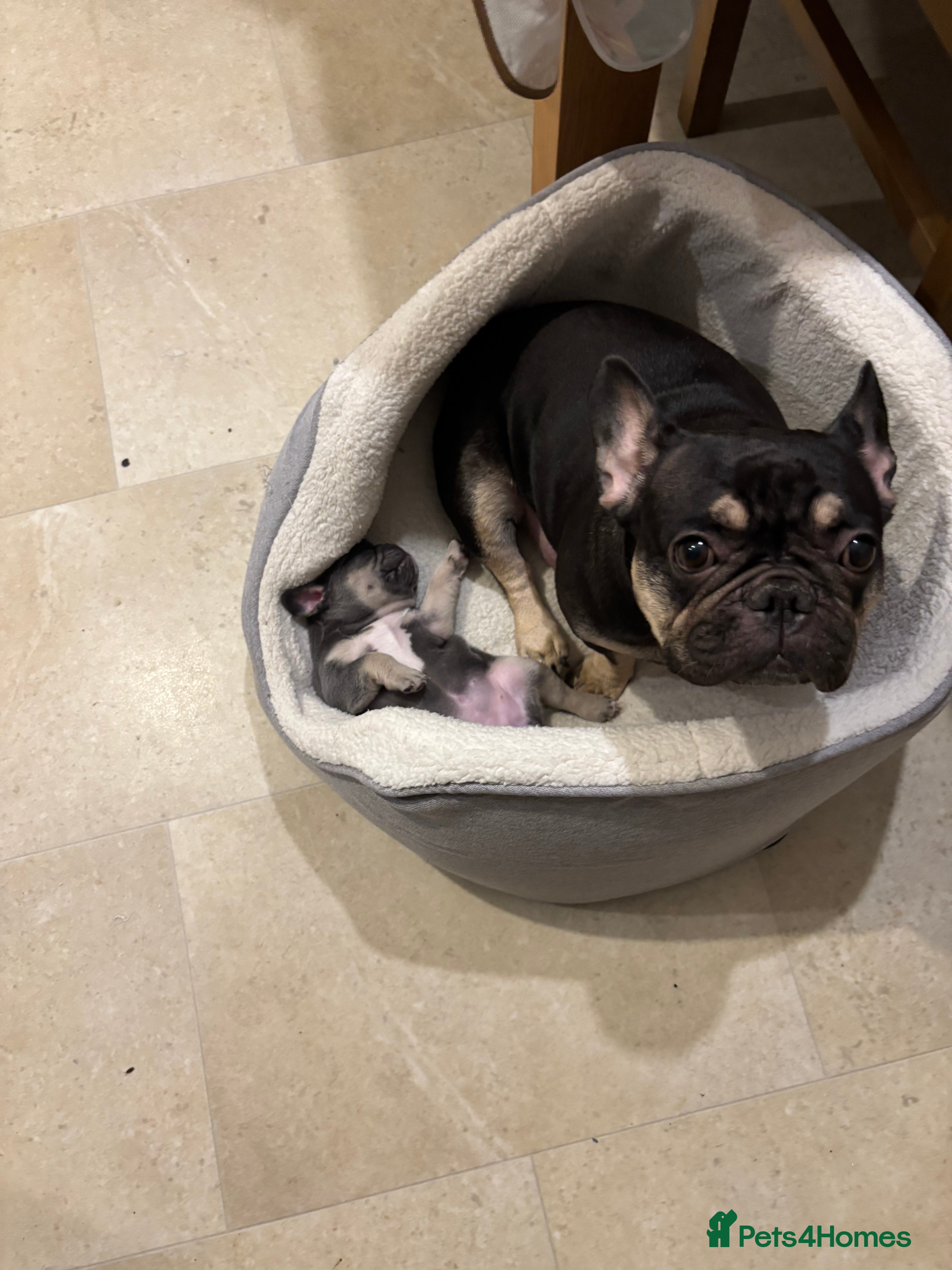 French Bulldog dogs Blue and tan baby girl  - Advert 1