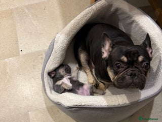 French Bulldog dogs Blue and tan baby girl - Advert 1