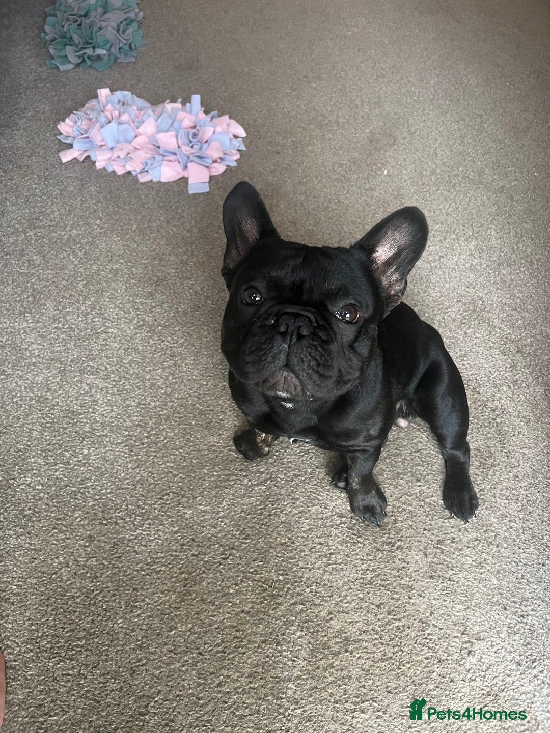 French Bulldog dogs for stud: Amazing black boy for stud - Image 4