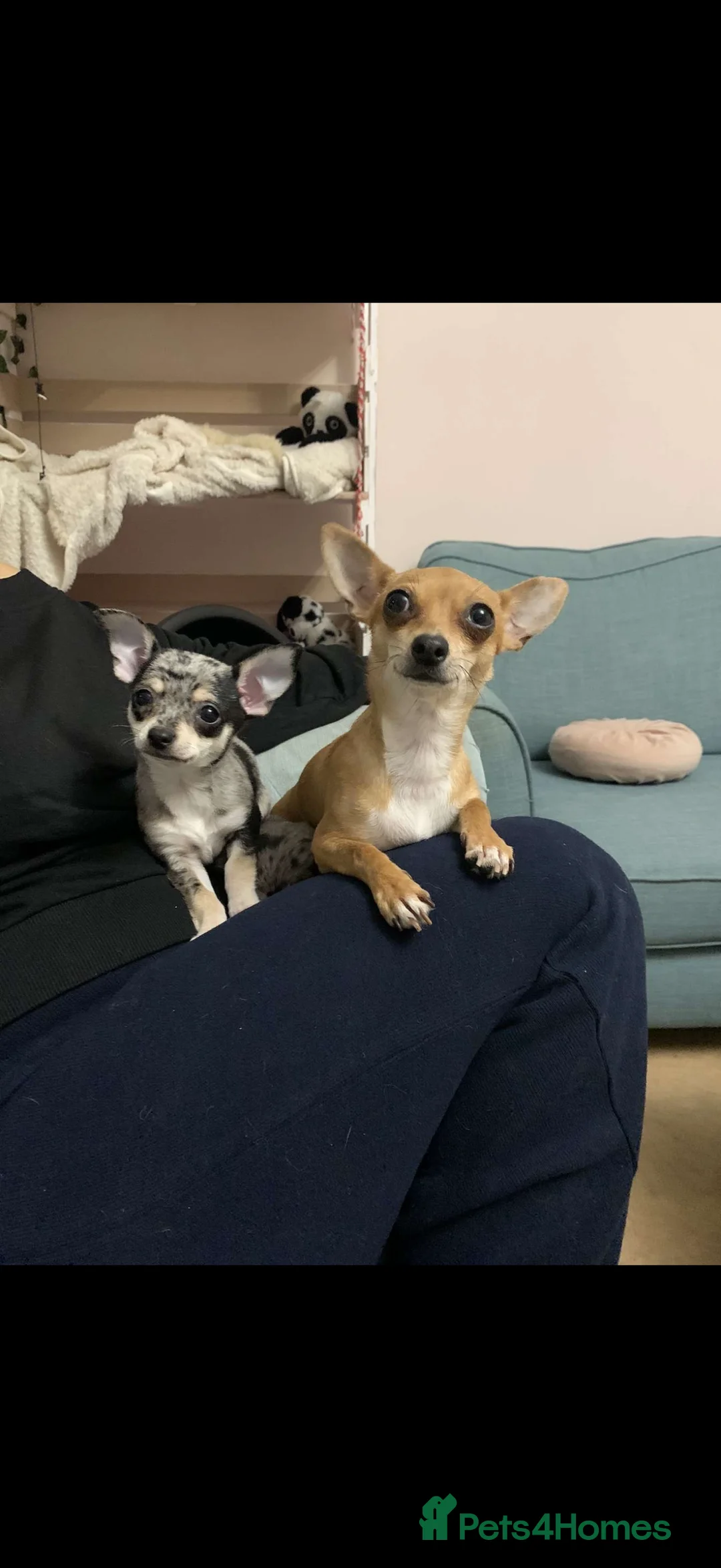 Chihuahua dogs for sale: Mum and daughter chihuahuas  - Advert 6