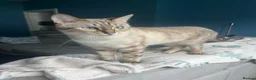 Bengal cats for sale: Rocky and Ruby - Advert 2