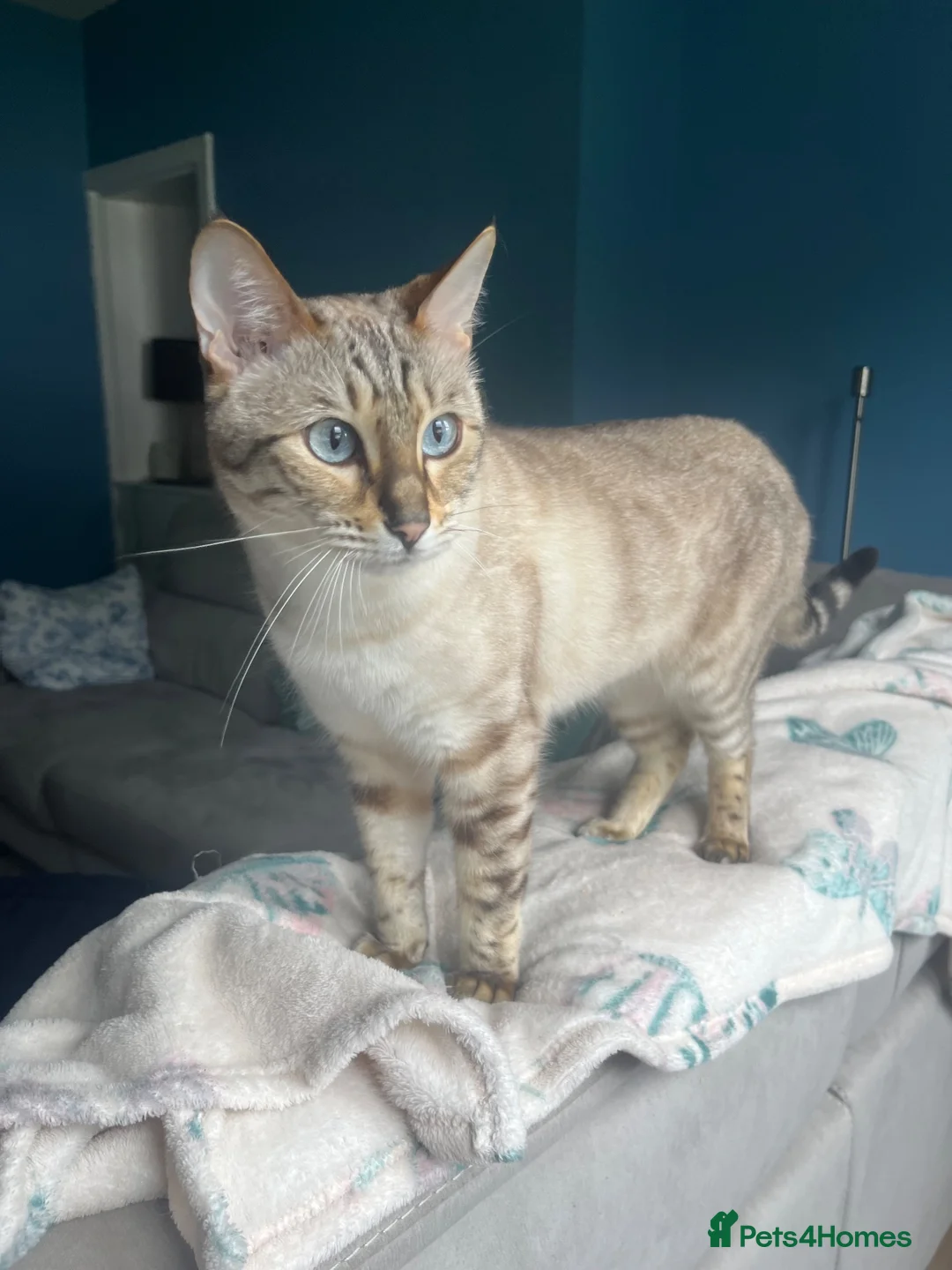 Bengal cats for sale: Rocky and Ruby - Advert 2