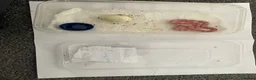 Corn Snake reptiles for sale: Corn Snakes - Advert 9