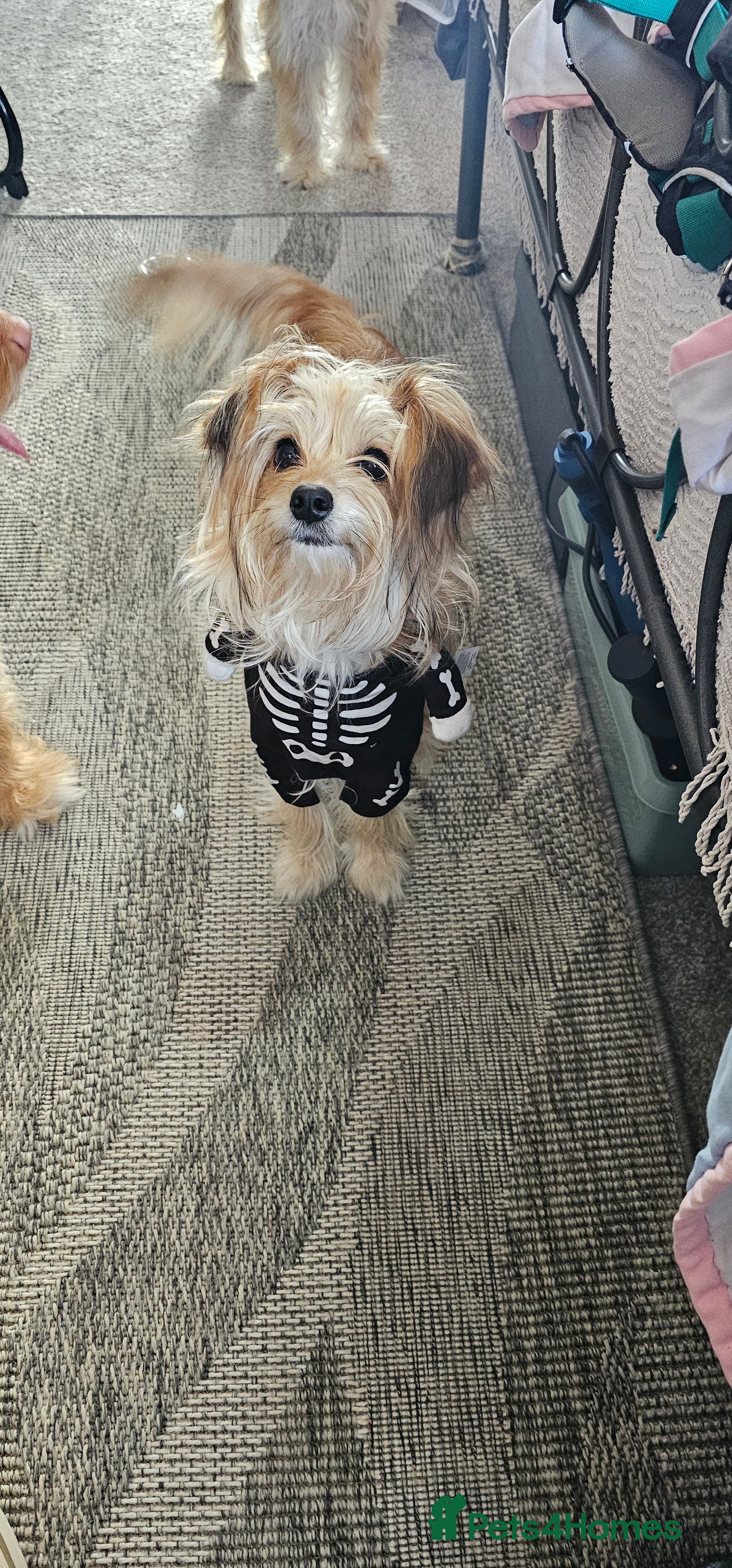 Mixed Breed dogs Pomapoos looking for a forever home  - Advert 3