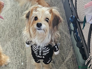 Mixed Breed dogs Pomapoos looking for a forever home - Advert 4