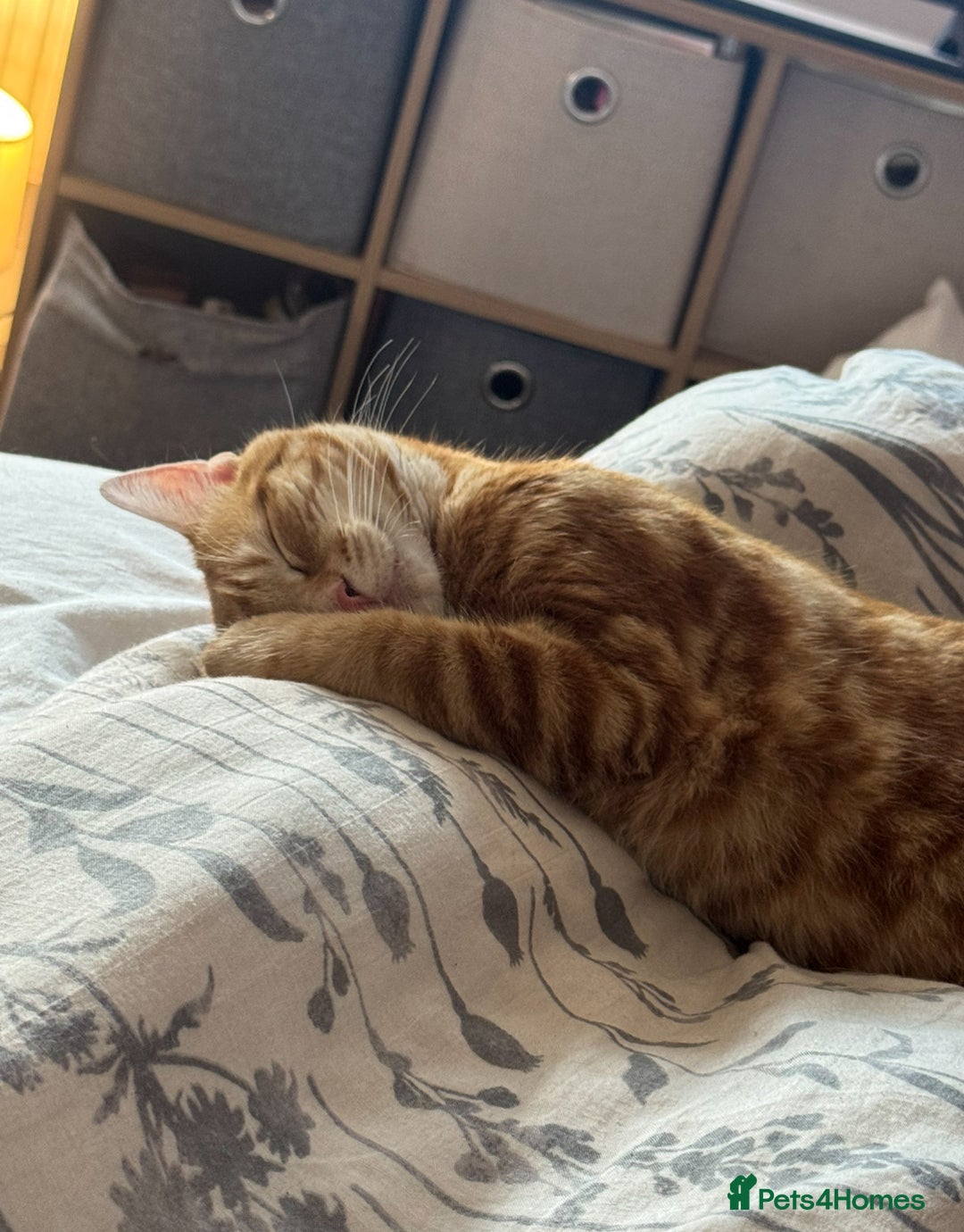 Mixed Breed cats for sale: Jasper  - Advert 7