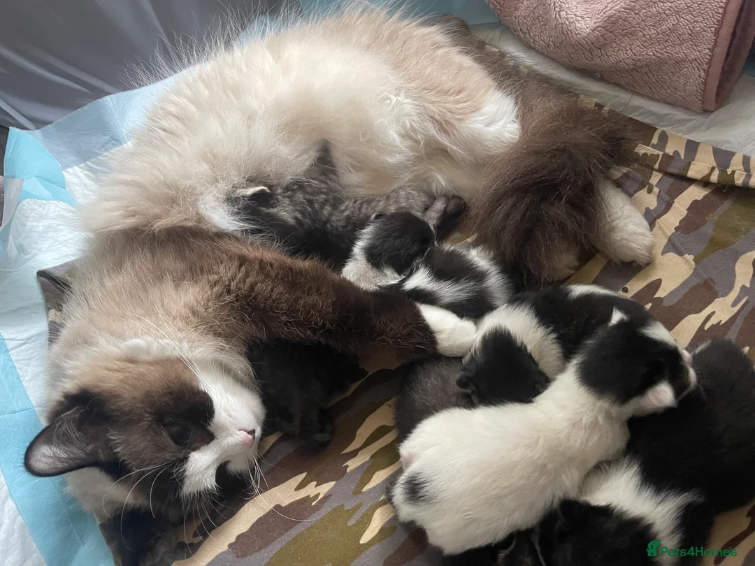 Mixed Breed cats for sale: Half ragdoll - Advert 1