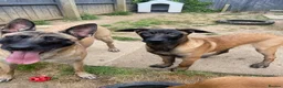 Belgian Shepherd Dog dogs for sale: Belgian Malinois pups  - Advert 17