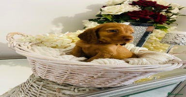 Cocker Spaniel dogs - Advert 4