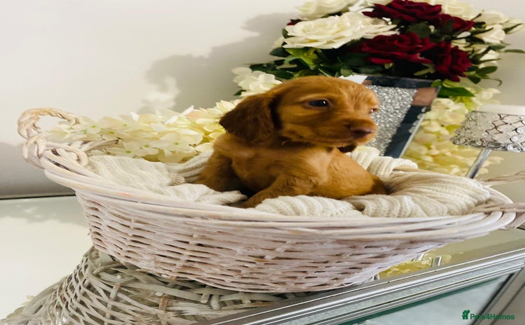 Cocker Spaniel dogs - Advert 12