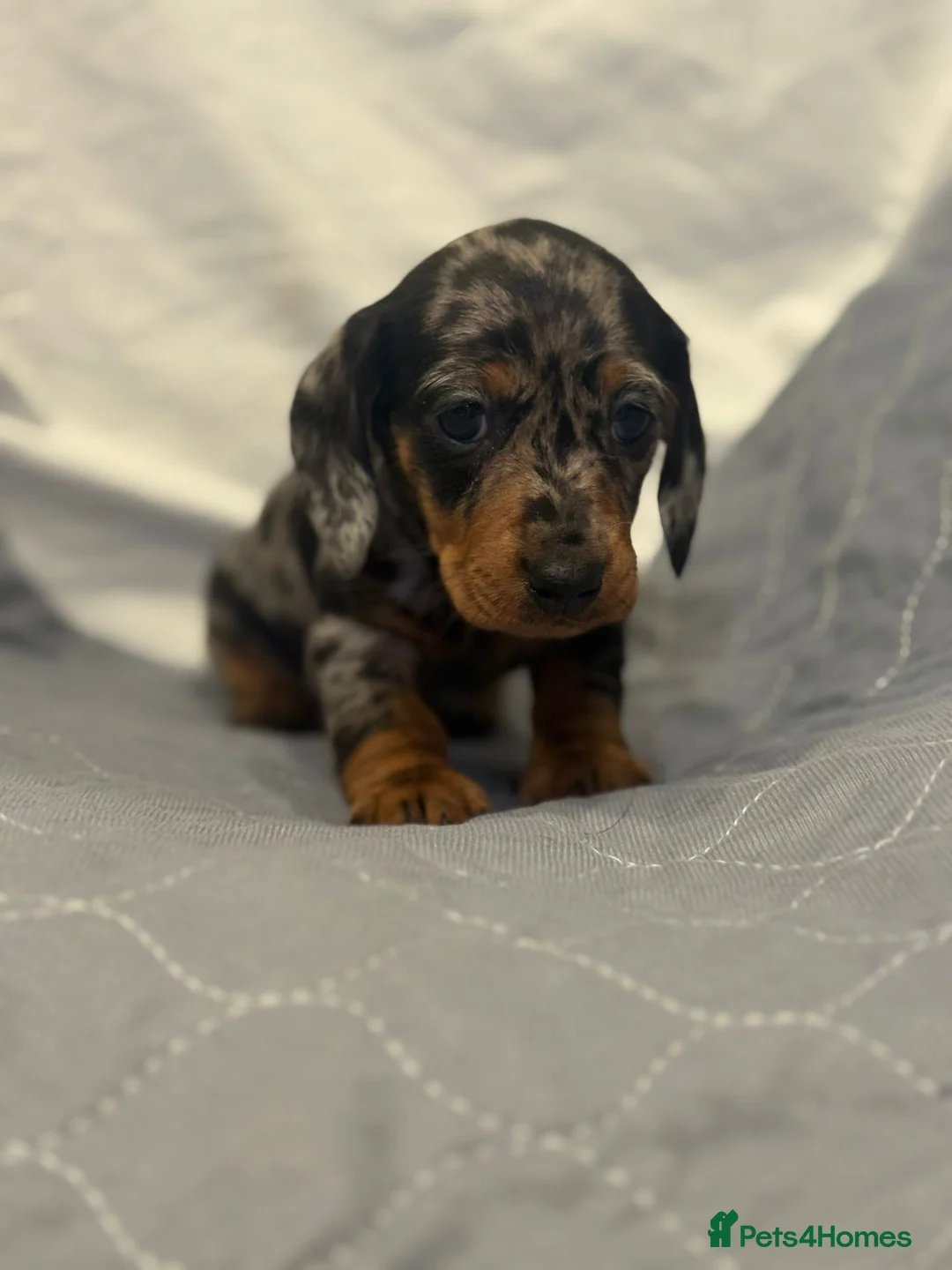 Dachshund dogs for sale: Miniature dashhound  - Advert 9