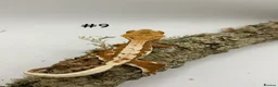 Gecko reptiles for sale: Adult + Juvenile Crested Geckos inc. Lilly Whites - Advert 18