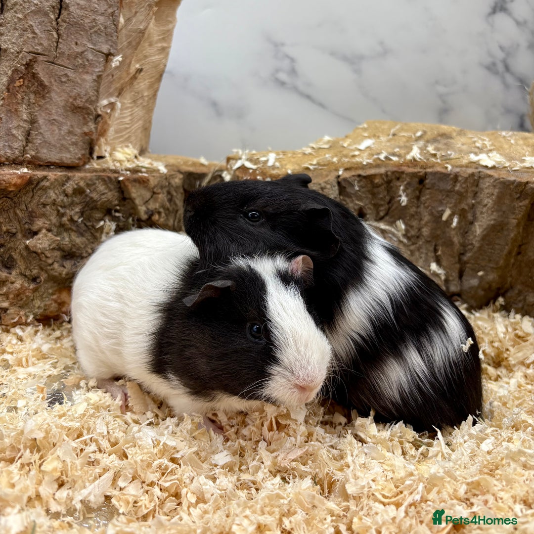 Guinea Pig rodents for sale: LOTS OF GUINEA PIGS FOR SALE 💗 - Image 9