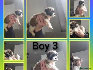 Shih Tzu dogs - Advert 5