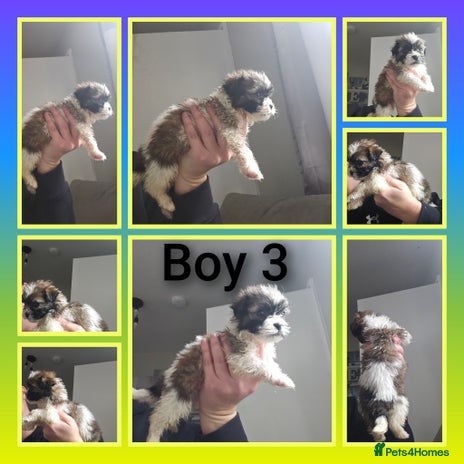 Shih Tzu dogs - Advert 5