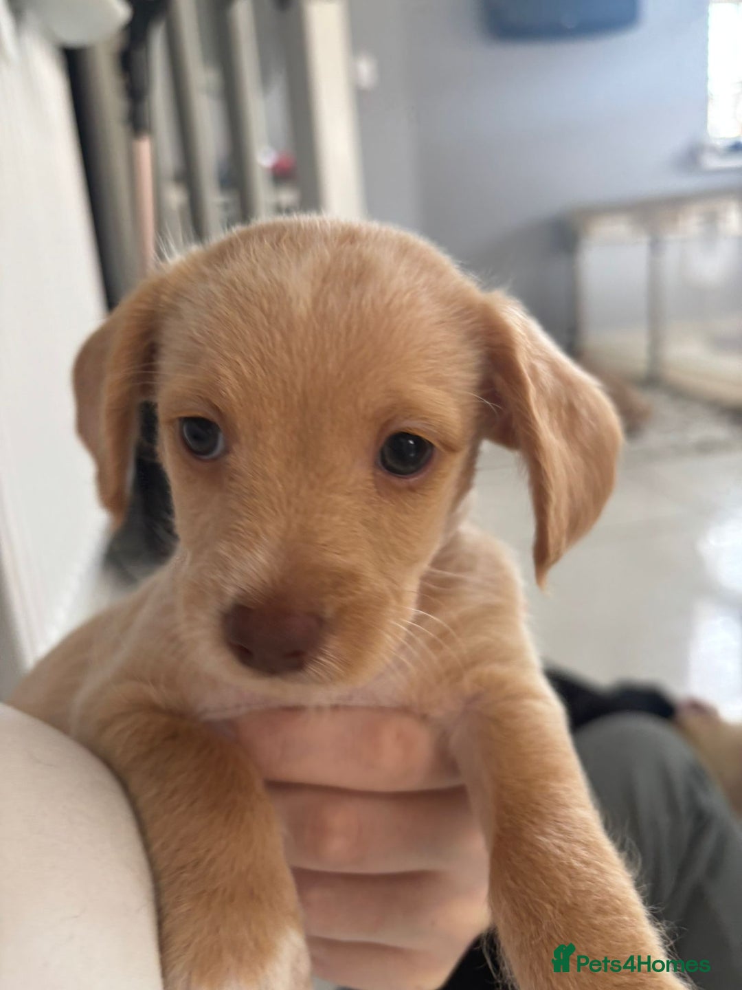 Mixed Breed dogs for sale: Cockapoochi Puppies - Cockapoo Chihuahua hydbrid - Image 31