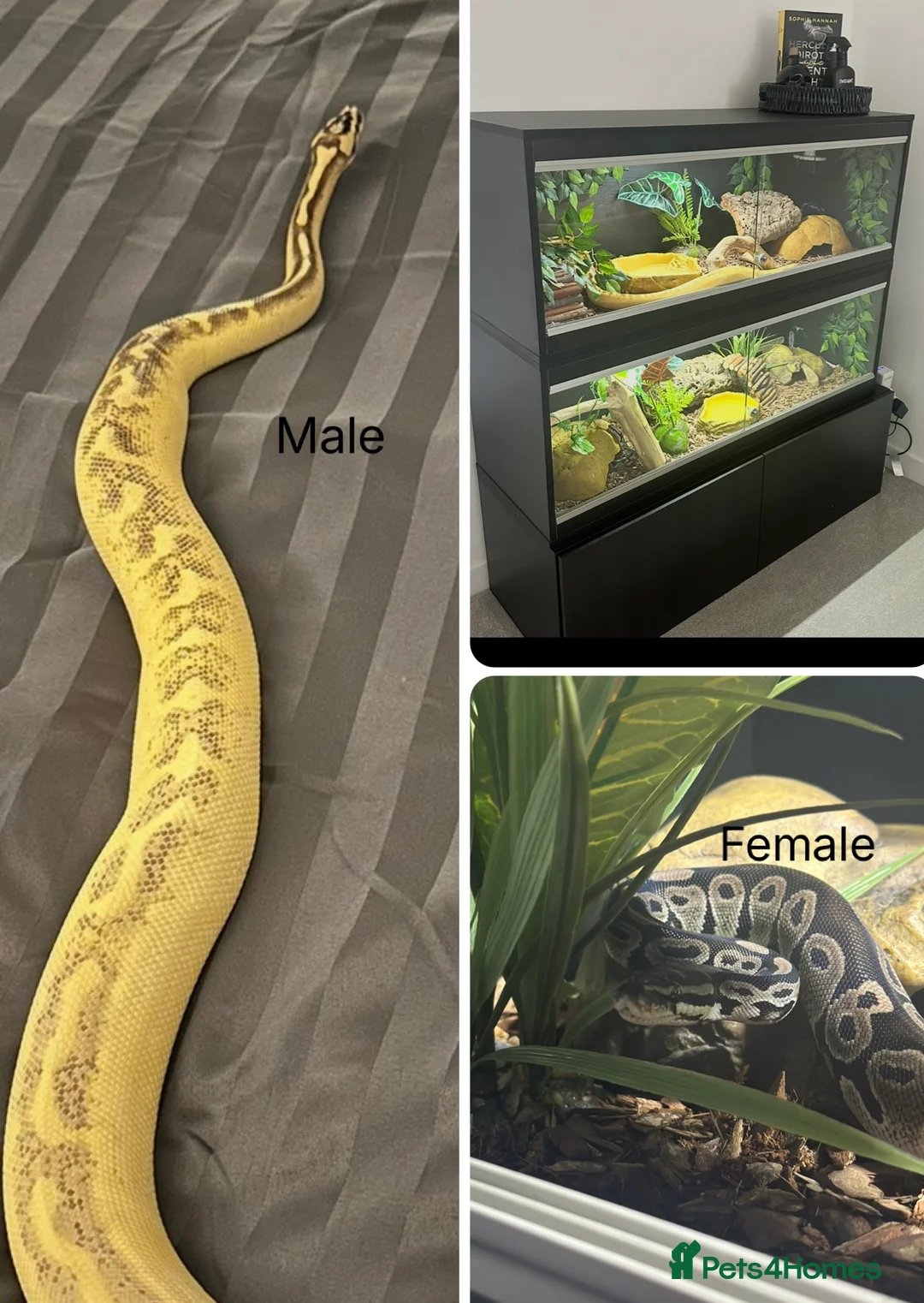 Python Snake reptiles for sale: Male and Female Royal Pythons - Advert 4