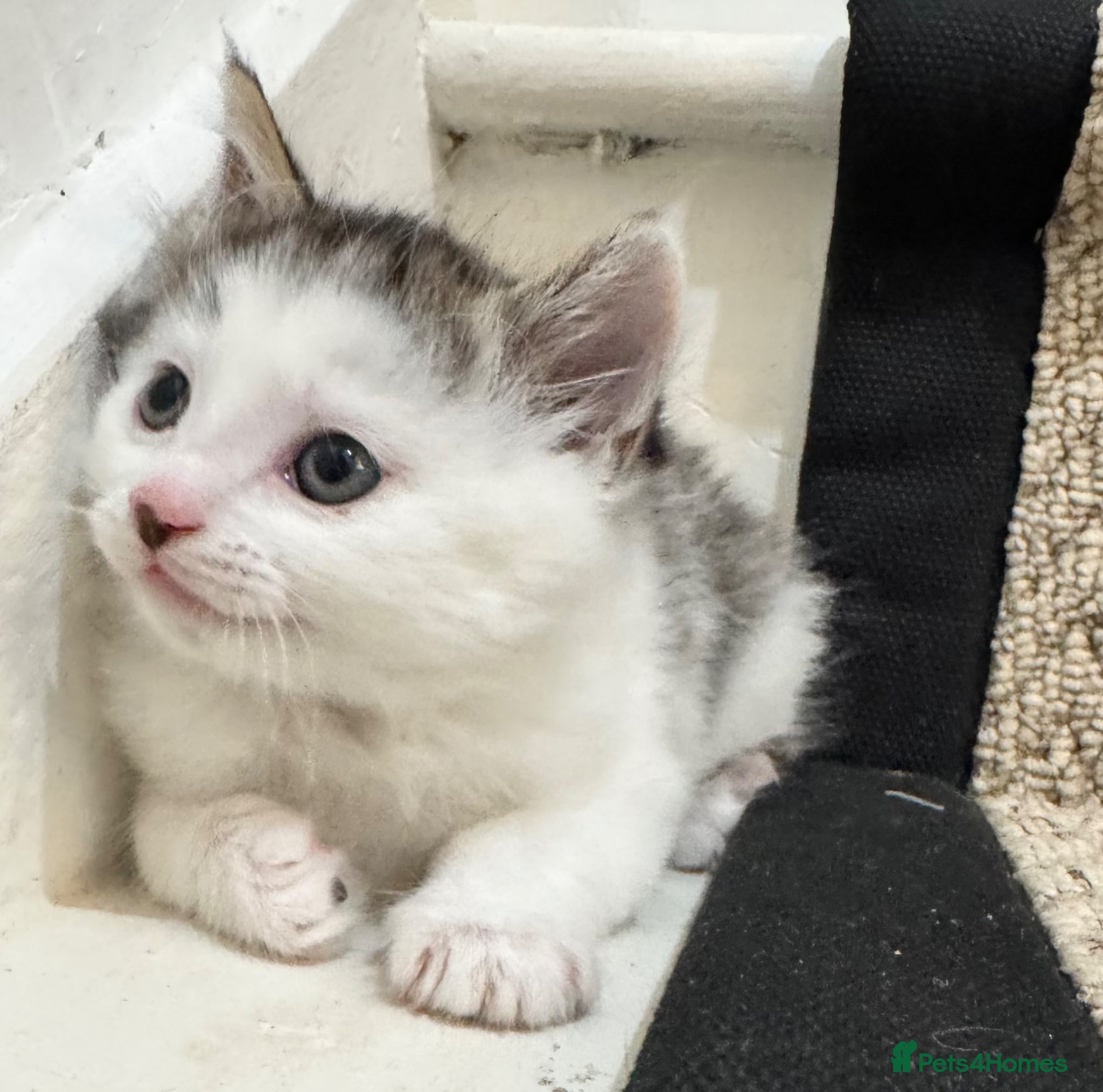 Mixed Breed cats Mixed Maine Coon x Tabby kittens - Advert 1