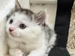 Mixed Breed cats Mixed Maine Coon x Tabby kittens - Advert 4