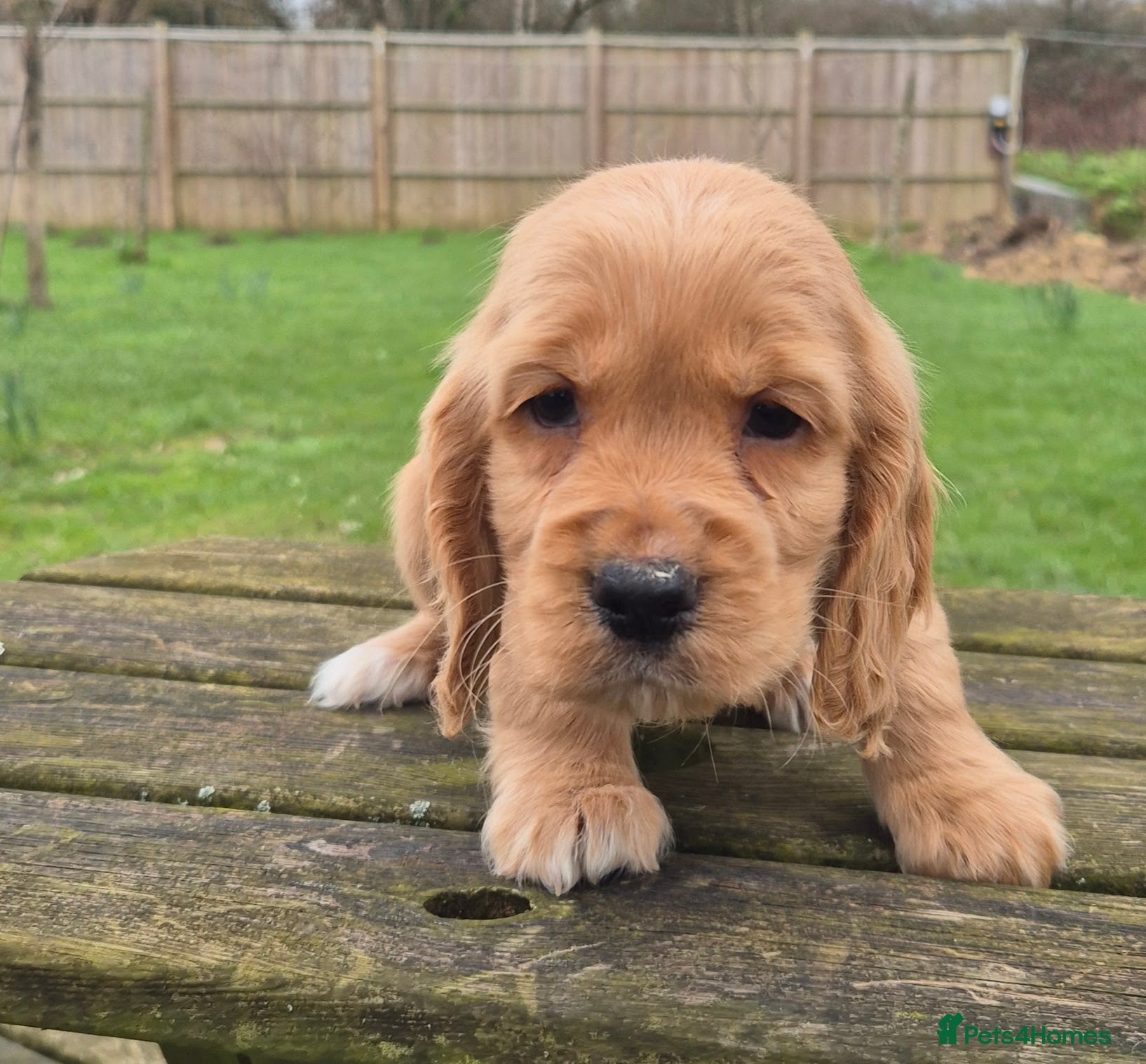 Cocker Spaniel dogs Golden Cocker Spaniels - Advert 18