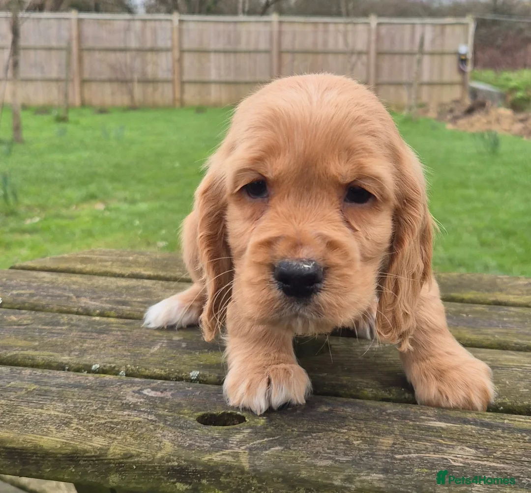 Cocker Spaniel dogs for sale: Golden Cocker Spaniels - Advert 1