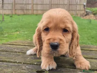 Cocker Spaniel dogs Golden Cocker Spaniels - Advert 18