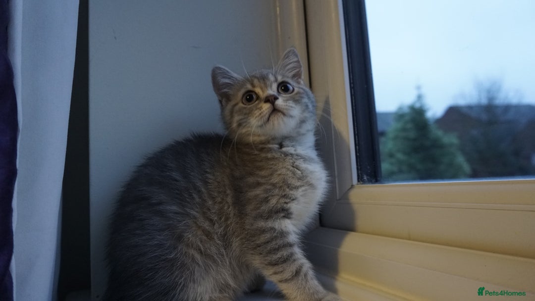 British Shorthair cats for sale: British Blue tabbies boys and girls - Advert 10