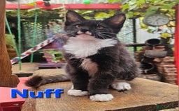 Maine Coon cats for sale: BLACK AND WHITE Maine Coons  - Image 7