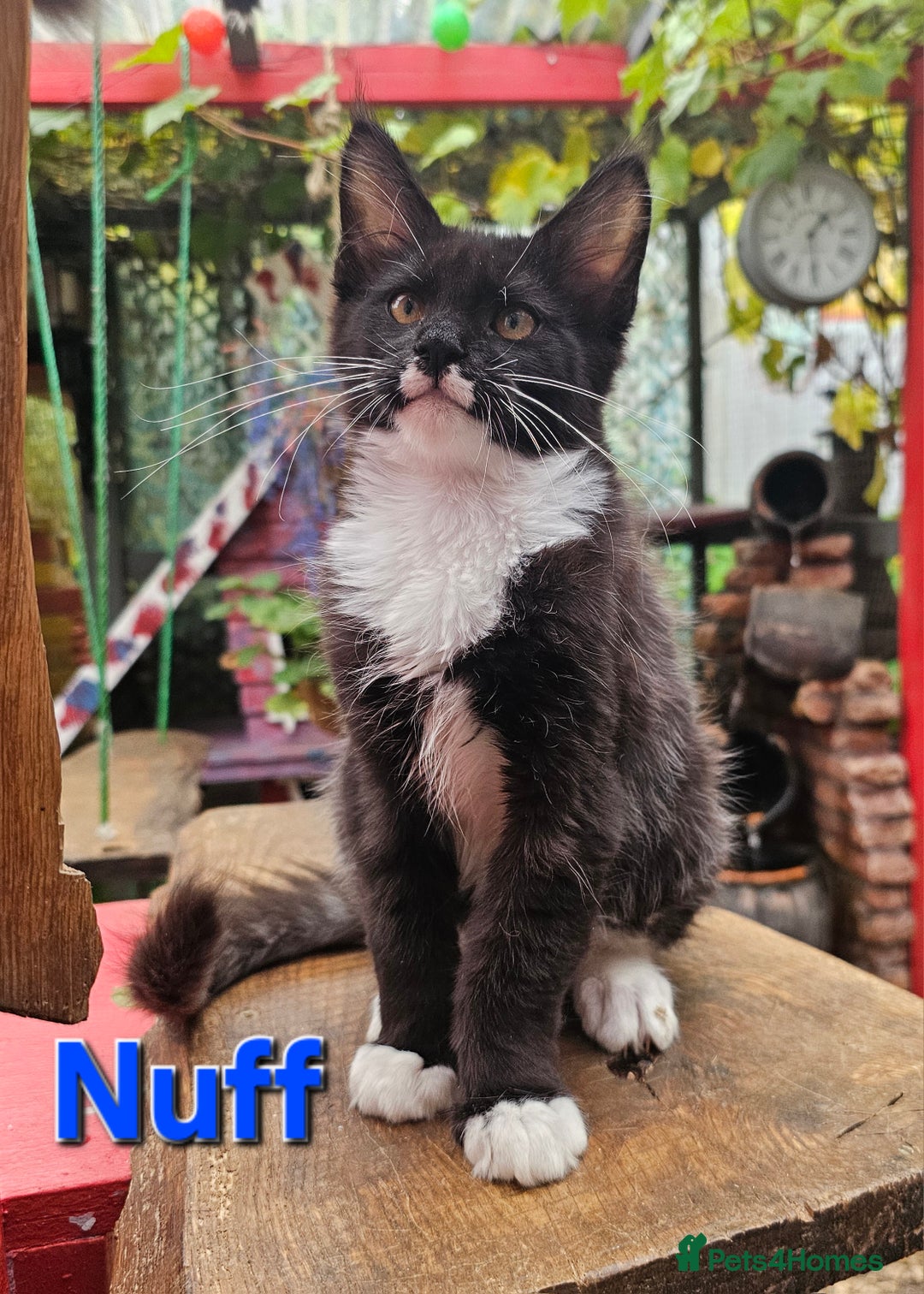 Maine Coon cats for sale: BLACK AND WHITE Maine Coons  - Image 7