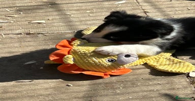 Border Collie dogs - Advert 2