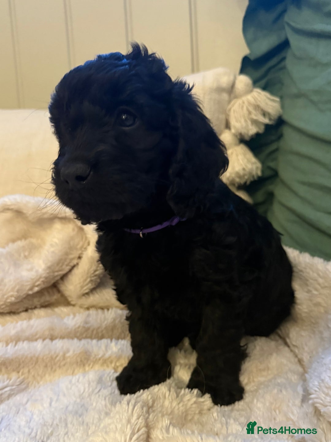 Cockapoo dogs for sale: Stunning litter of F1 Cockapoo Puppies  - Advert 24