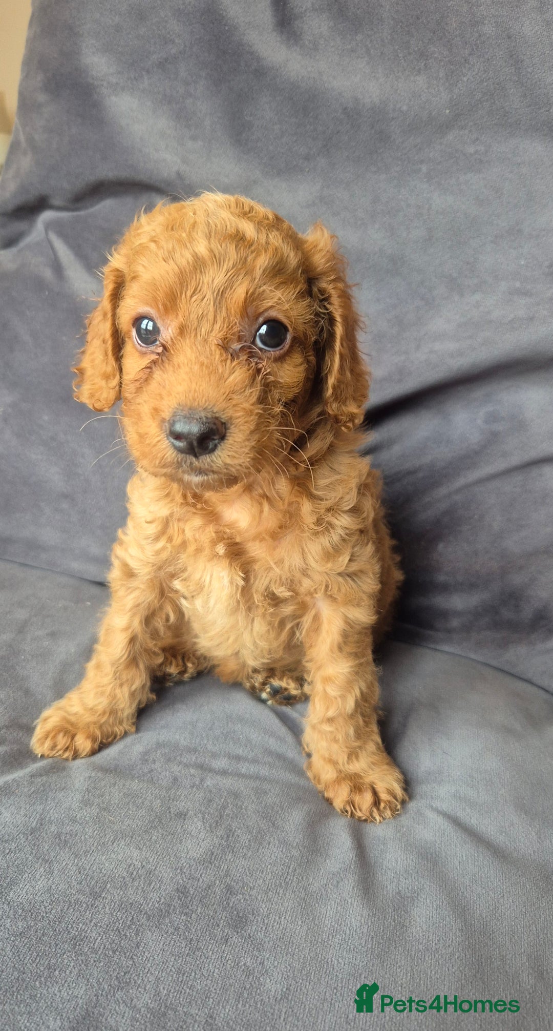 Cockapoo dogs for sale: F1b Cockapoo - ready this weekend - Image 26