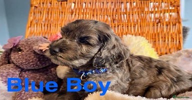 Cockapoo dogs - Advert 2